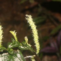 Strobilanthes auriculata var. dyeriana (Mast.) J.R.I.Wood